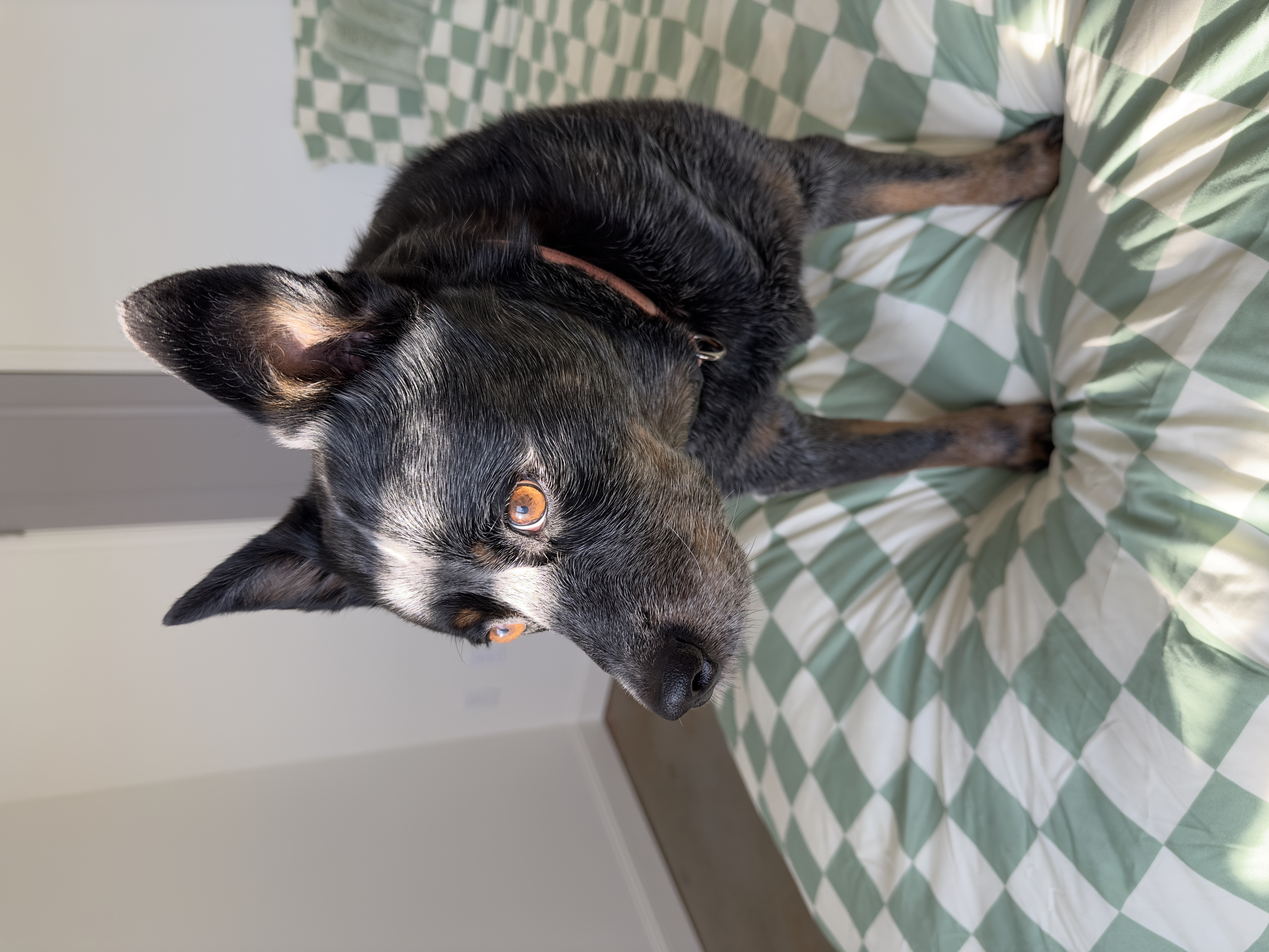 Cooper the blue heeler