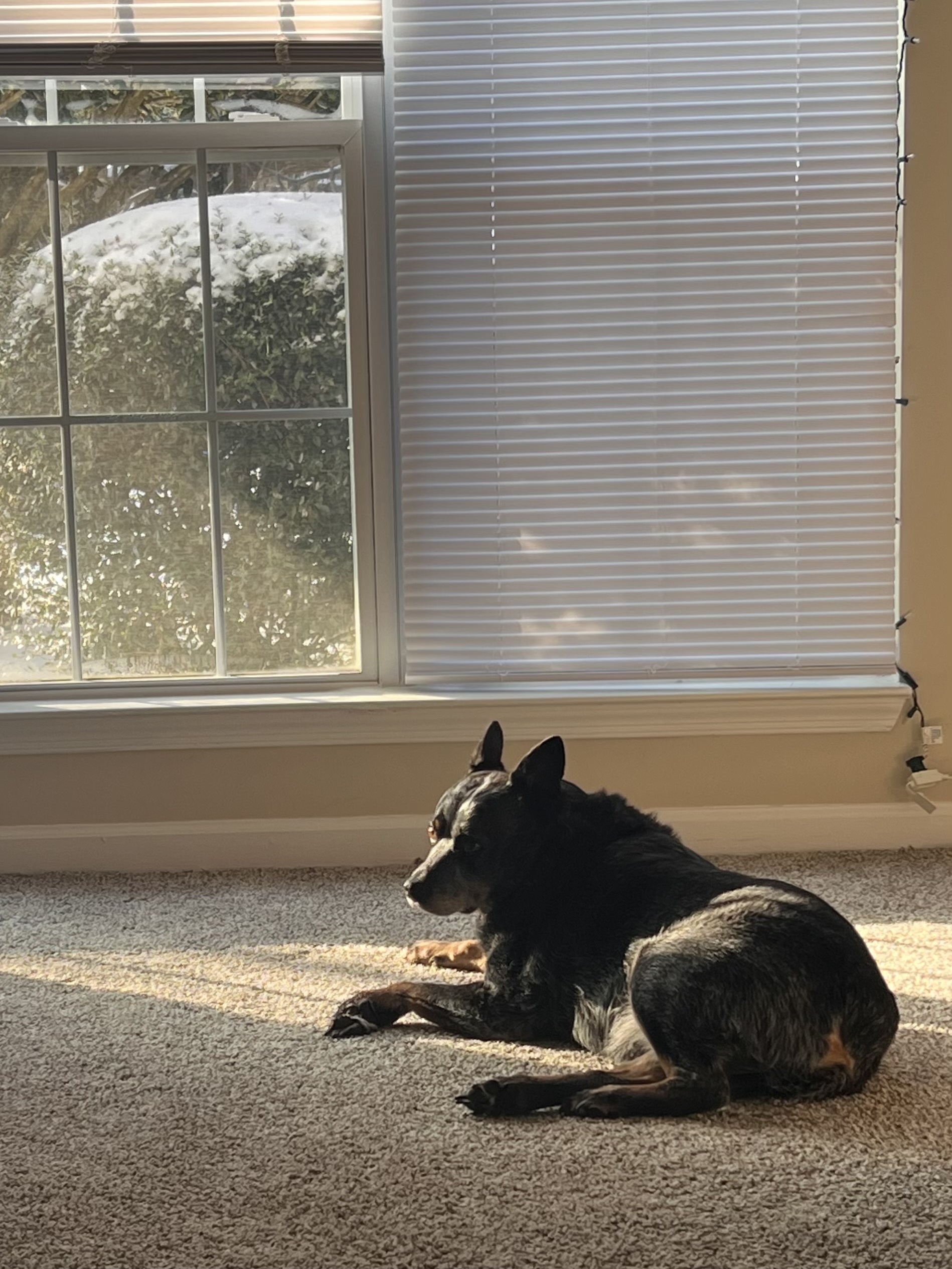 Isaiah, Hannah, and Cooper